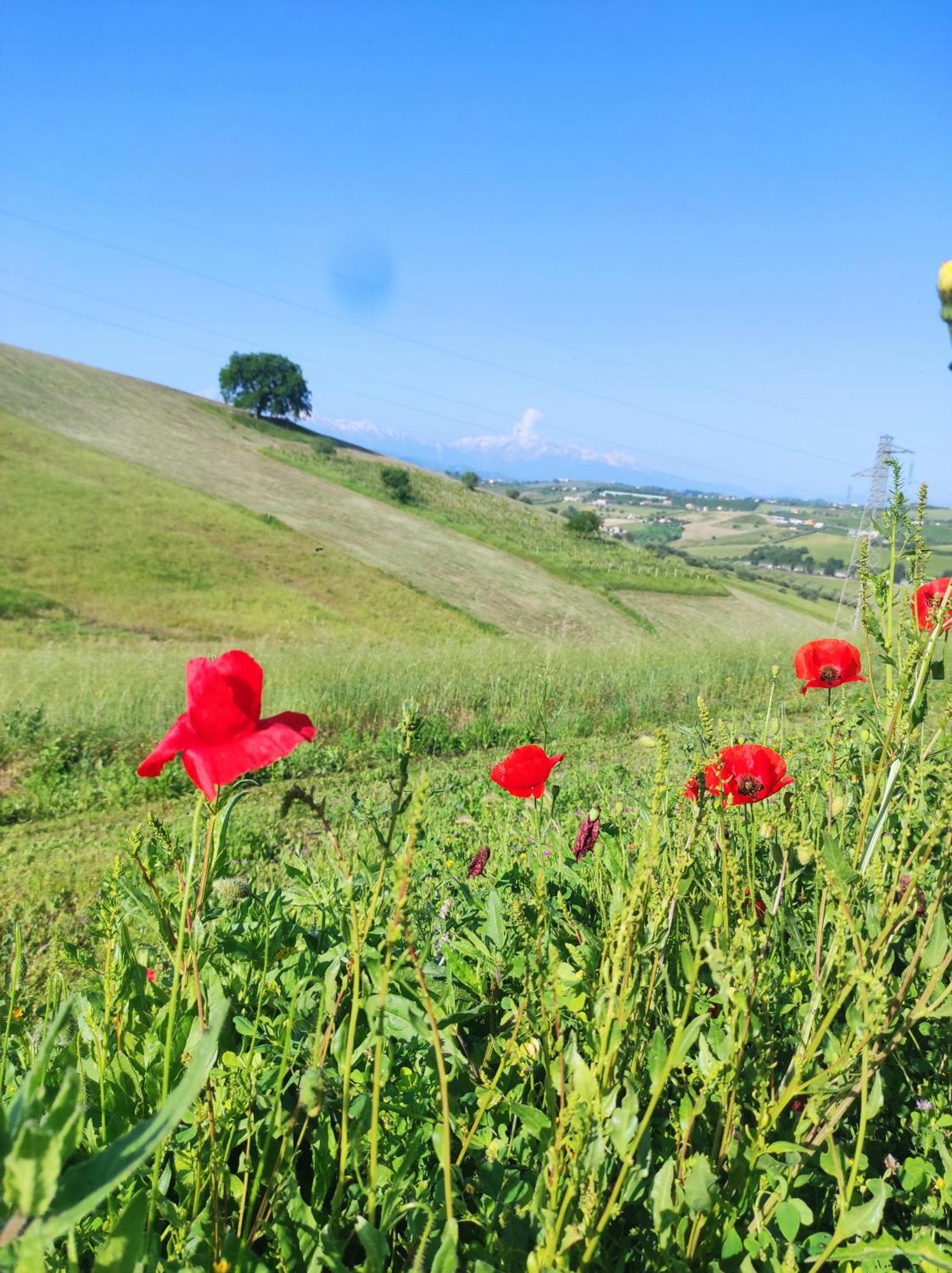 B&B Gli Amici Del Tubarello Roseto Degli Abruzzi Ngoại thất bức ảnh